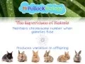 Meiosis