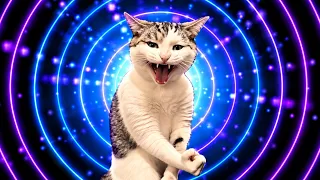 Kung Fu Cats / Bemax - He's Back!
