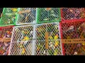 Download Lagu UPDATE HARGA BURUNG KAPAS TEMBAK - JINJING PETULAK KALIMANTAN - LOVEBIRD DAN KENARI FULL STOK