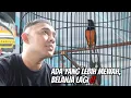 Lagu BURUNG SUPER  PAKET KOMPLIT !! EKORNYA PANJANG DAUNNYA LEBAR
