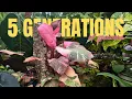 This Nursery Is 5 Generations in the Making Here s What They Grow
