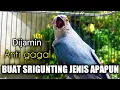 Download Lagu Srigunting gacor SUARA KERAS Super AMPUH UNTUK Pancingan Srigunting Diam | srigunting abu abu gacor