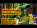 Download Lagu MASTERAN BURUNG CUCAK IJO TEMBAKAN SUARA KUNTI/MESIN JAHIT, SUARA JERNIH JEDA 2 MENIT SUARA AIR