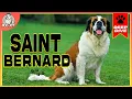 Gentle Giants A Complete Guide to SAINT BERNARDS