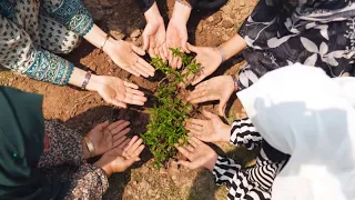 Allied Bank's Plantation Drive at University of Education