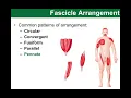 BIO201 online Chapter 10 part C Fiber Direction
