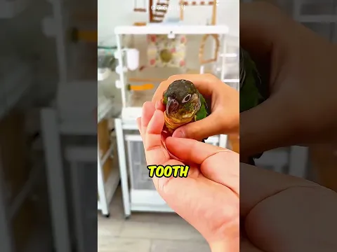 This Parrot Is A Dentist 😨