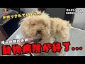 Download Lagu 【初来店】行き場がなくなってしまったトイプードルの噛み犬トリミング！