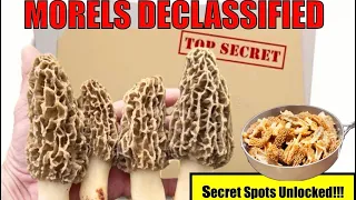 Morel Mushrooms Declassified - Secret Spots Unlocked