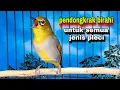 Lagu Pleci Betina Birahi Memanggil Jantan || Call Pleci Betina Bustomi Gacor