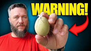 Download Shocking Reason You Shouldn’t Keep Chickens For Eggs! MP3