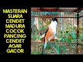Download Lagu Masteran Suara Cendet Pentet Madura GACOR Cocok Untuk Pancingan