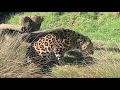 The Big Cat Sanctuary LIVE Amur Leopards