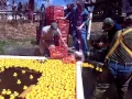 2015 Corn Ducky Derby - The Finish