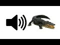 Alligator - Sound Effect | ProSounds