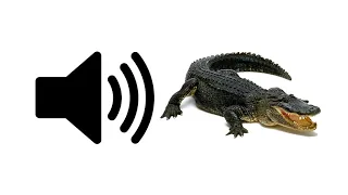 Alligator Sound Effect ProSounds 