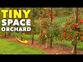 How to Grow Your Own Micro-Orchard