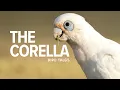 Lagu Australia's Cheekiest Bird - The Corella | Bird Tales