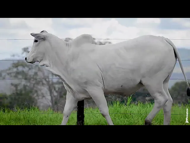 Novilha Nelore GNRN - 35