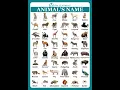 Download Lagu Animals Name English Vocabulary #animals  #education #shortsfeed #rmlearning
