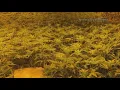 Maine regulators reject idea to use energy bills to help find illegal pot operations