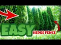 HOW Far Apart Do You Plant Arborvitae Emerald Green Arborvitae Hedge