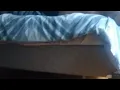 Big Fat Ass