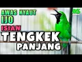 Lagu MASTERAN CUCAK IJO ISIAN TENGKEK UDANG PANJANG GACOR COCOK BUAT PANCINGAN EMOSI IJO AGAR JAMTROK