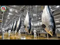 Download Lagu How Fishermen Catch and Farm Giant Tuna | Amazing Tuna Processing and Canning in Seafood