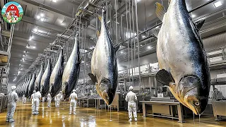 How Fishermen Catch and Farm Giant Tuna Amazing Tuna Processing and Canning in Seafood