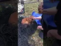 Rescuing Penny the Boxer The Capture