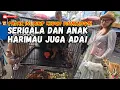 Download Lagu HATI-HATI KALO BELI HEWAN DI PASAR SINI?! MODUS LAMA BERKELIARAN GAYS!!! Download Lagu HATI-HATI KALO BELI HEWAN DI PASAR SINI?! MODUS LAMA BERKELIARAN GAYS!!!