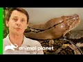 Reticulated Python Needs Extra Help To Shed Her Skin Crikey It s The Irwins