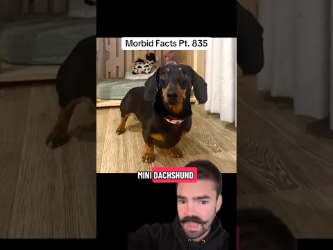 This dog is an absolute LEGEND… #morbidfacts