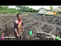 Download Lagu PERSIAPAN MENGHADAPI BANJIR PASANG, TANGGUL JADI KUNCI PANEN BERHASIL, LAHAN PASANG SURUT KALIMANTAN