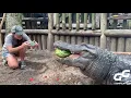 Animals Smash HUGE Watermelons in ONE BITE Compilation Alligator Hippo Turtle Elephant 2020