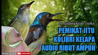 Download suara pikat kolibri kelapa ribut paling ampuh MP3