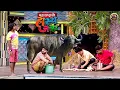 Download Lagu अरे दलिंद्रा तुझ्या बापाने दारू पिऊन रेड्याचं दूध काढला होता का | Hasya Jatra | Full EP