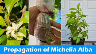 how to propagate michelia alba rooting michelia alba branches pak lan air layering