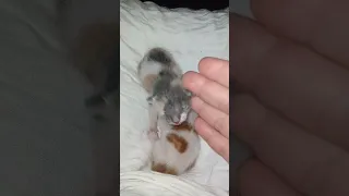 اعمل خير وارميه البحر قطط رباب المرشدي مصر السعوديه العراق الجزائر 