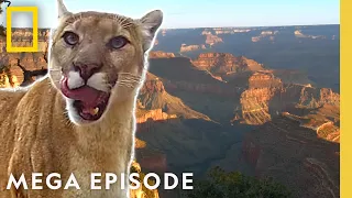 Experience the Wonder of America's Wilderness | America's National Parks MEGA Episode | Nat Geo