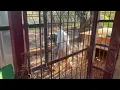 Alabai dog mating
