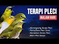 Download Lagu Terapi Pleci Pagi Hari Ampuh Atasi Pleci Macet Bunyi