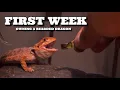 First Week Owning Your New Bearded Dragon - Beginner Tips