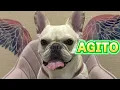 【愛犬とお出かけ＃08】千葉で噂の高級宿で、過去１リゾート感満載！！
