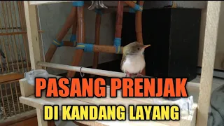 pasang prenjak di kandang layang 