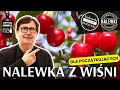 Download Lagu Nalewka z wiśni dla początkujących. Przepis na pyszną wiśniówkę, który zawsze wychodzi