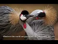 Queen - You're my Best Friend - Lyrics on screen