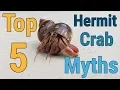 Top 5 Hermit Crab Myths Learn the truth