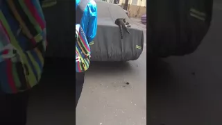 مراهق مصرى زانق قطط شارعهم وهاتك يا بعبصة دندنها